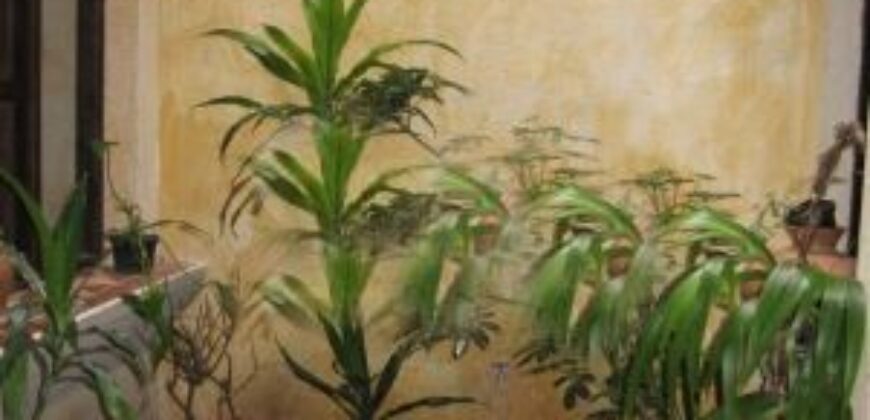 G09 – Only half block from the famous San Felipe Church