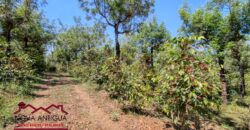 J105 – Large land for development in San Miguel Escobar
