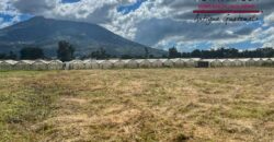 P305 – Land for rent in San Bartolome Becerra