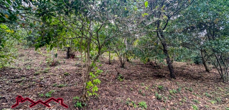 EH556- Land for sale in the Guardiania area