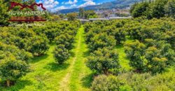 CH22 – Finca en venta | en Calderas